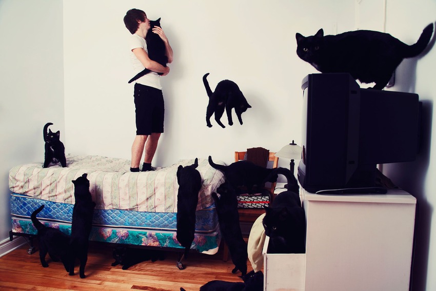 Chat-noir-chat-surexcité.-371642