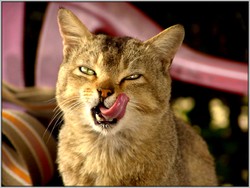 chat-patee-croquettes-09