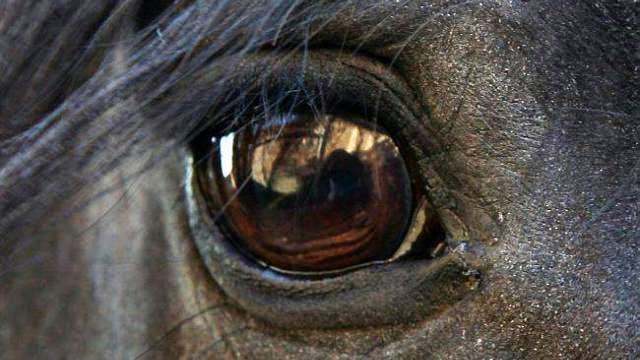 cheval10