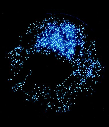 bionique-a176-a177-poisson-chlorophthalmus_albatrossis-a-30b0f