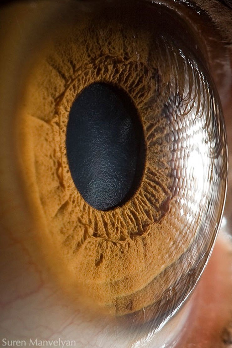 Fotografías-de-ojos-a-detalle-11